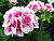Пеларгония розово-белая 26см